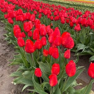 Meet your Posher, Ariel